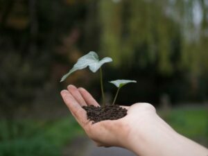 photograph of a plant on a person s hand