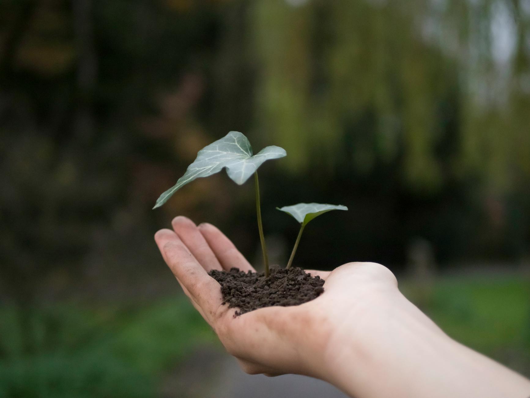 photograph of a plant on a person s hand