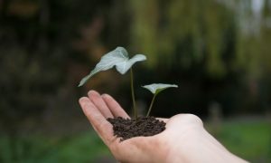 photograph of a plant on a person s hand
